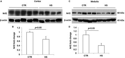 High-Salt Loading Downregulates Nrf2 Expression in a Sodium-Dependent Manner in Renal Collecting Duct Cells